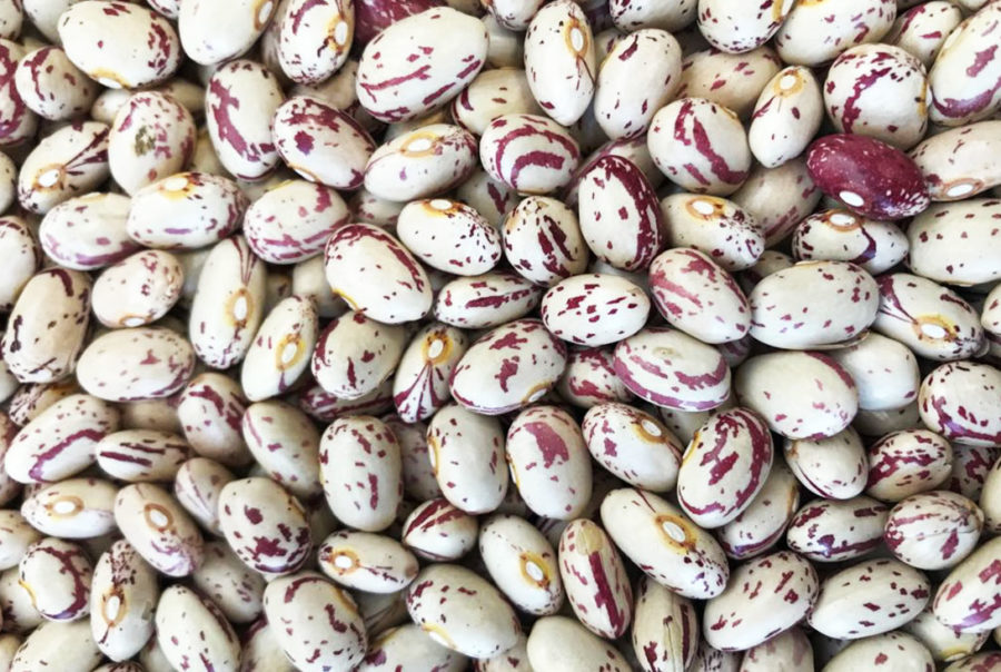 Cranberry Beans